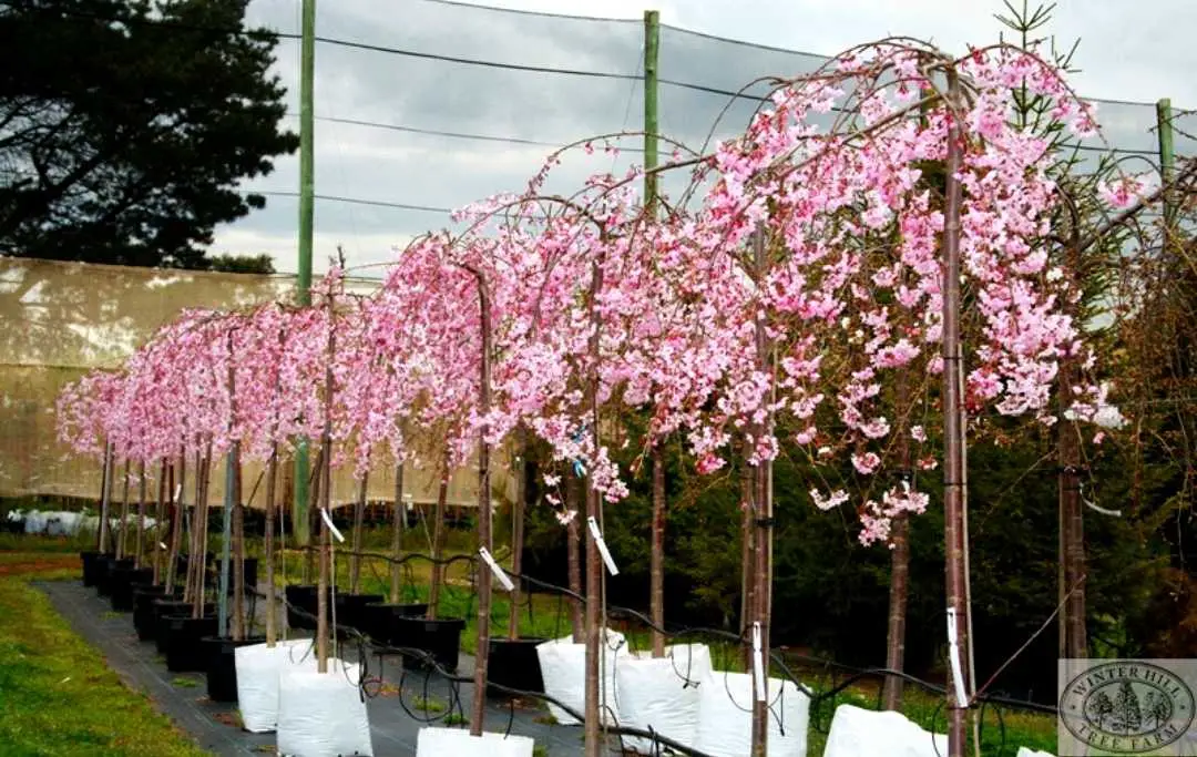 Growing Weeping Cherry Trees In Pot Slick Garden 