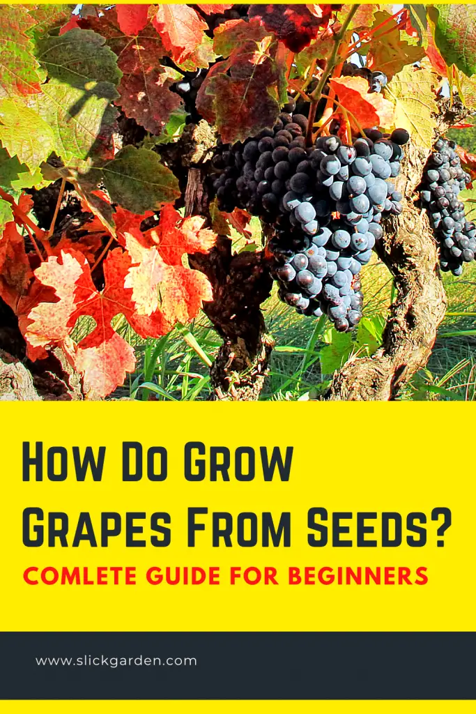How Do Grow Grapes From Seeds? Slick Garden