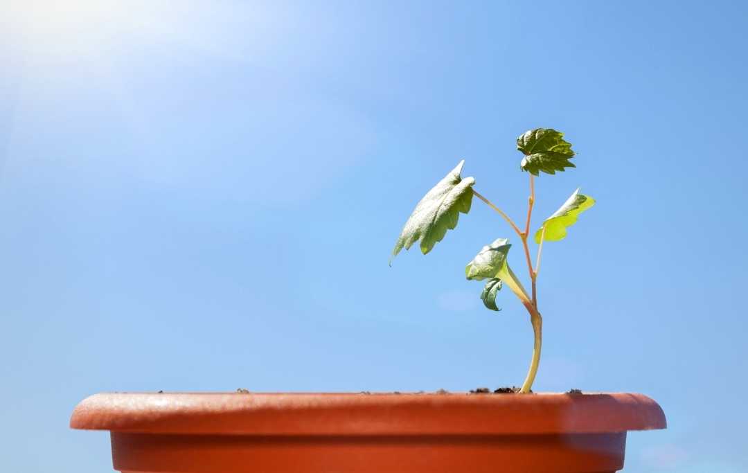 How Do Grow Grapes From Seeds? Slick Garden