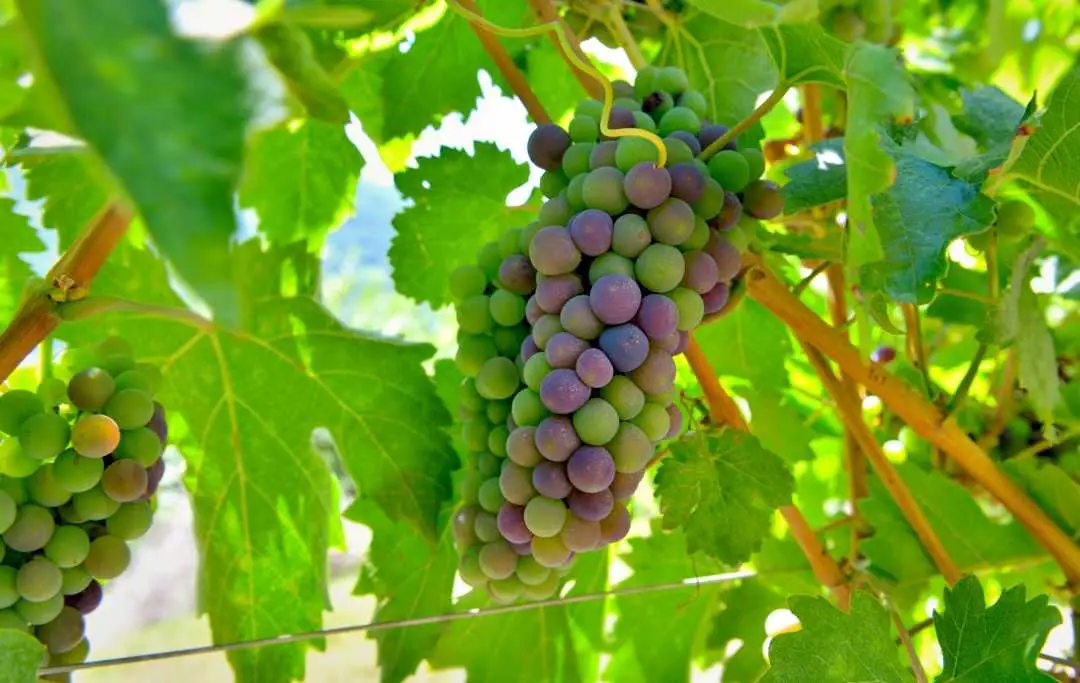 How Do Grow Grapes From Seeds? Slick Garden