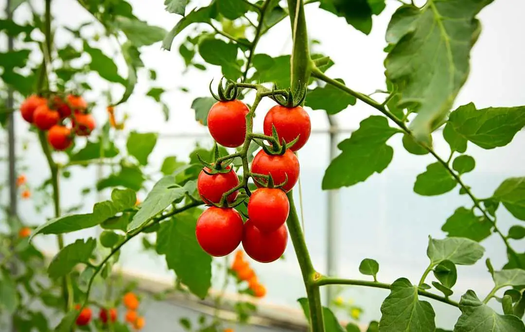 10 Best Tomatoes To Grow Indoors Slick Garden