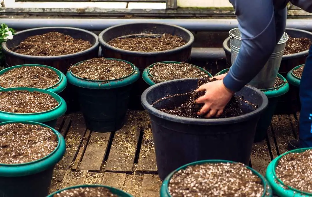Soil Mix For Blueberries In Containers Slick Garden
