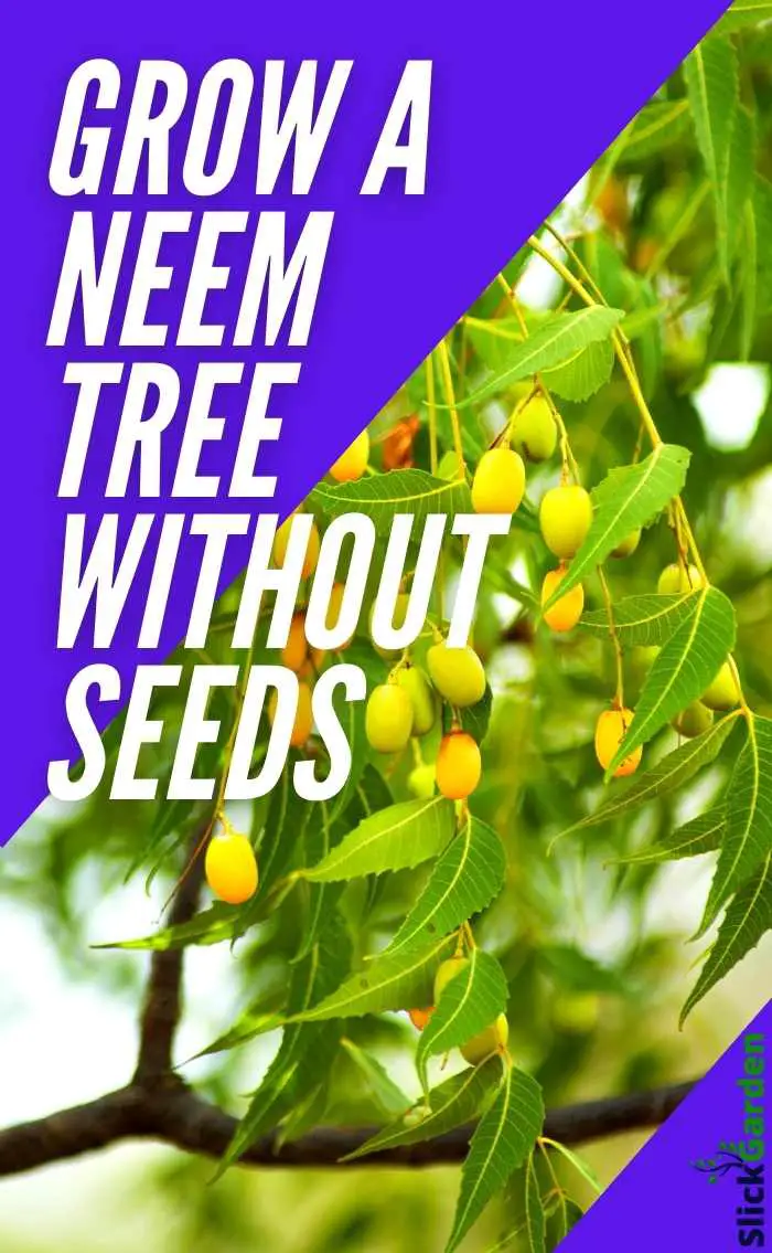 How To Grow A Neem Tree Without Seeds? Slick Garden