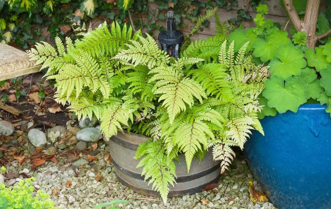How To Care For Ferns Outdoors? Slick Garden