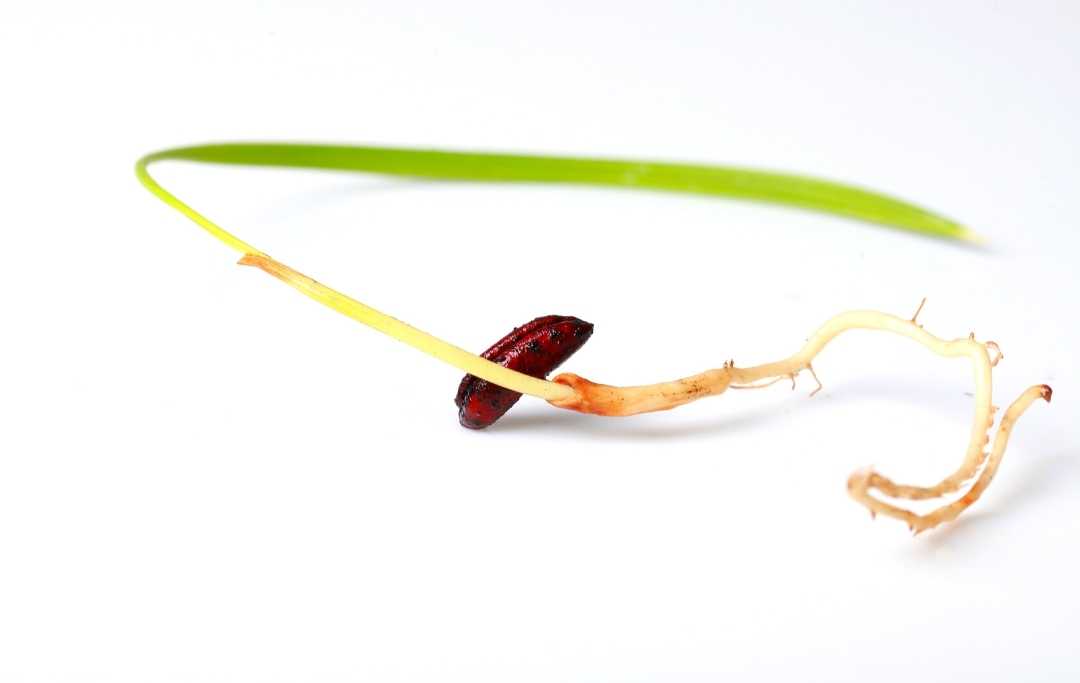 How To Grow Dates From Seeds? Slick Garden