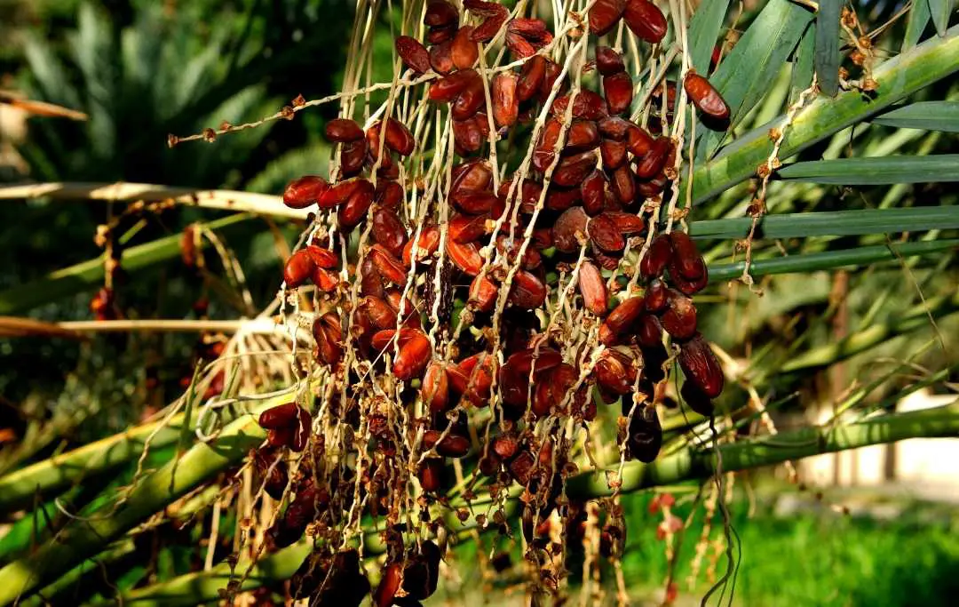 How To Grow Dates From Seeds? Slick Garden