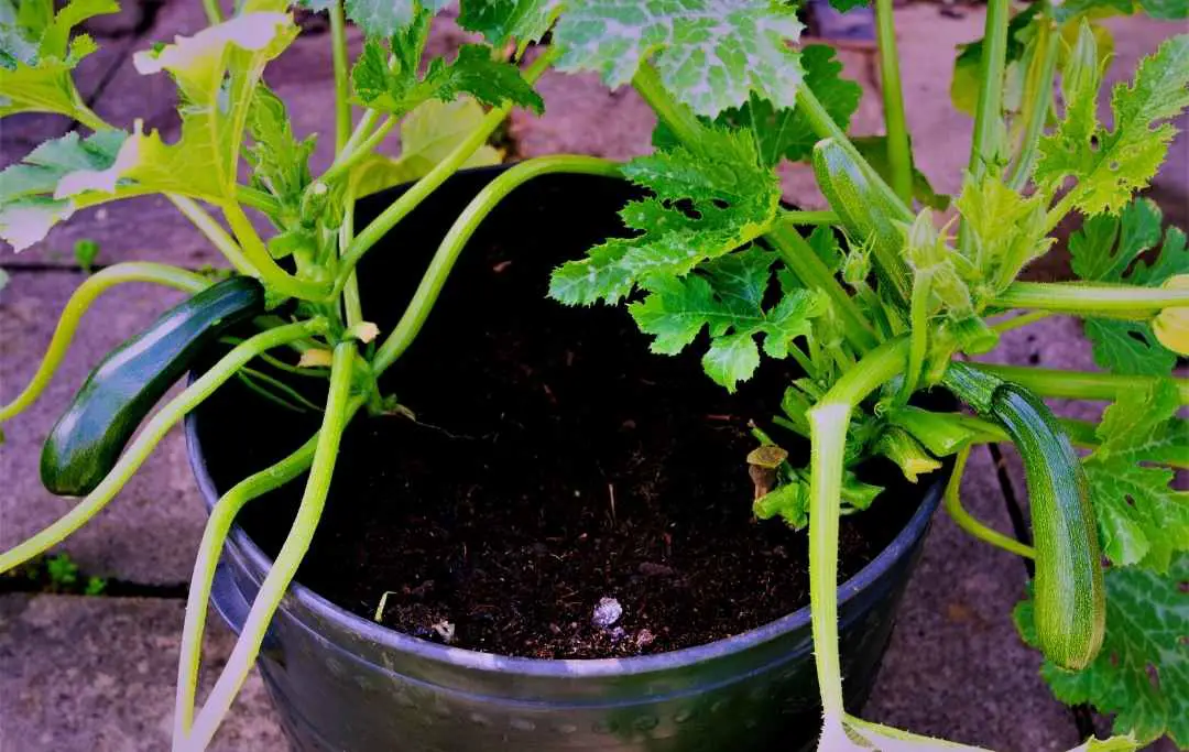 How To Grow Zucchini Vertically In A Pot? Slick Garden