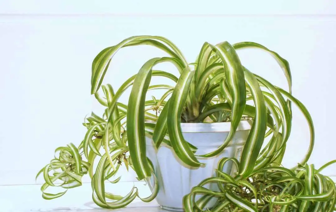 How To Care For Indoor Spider Plants? Slick Garden