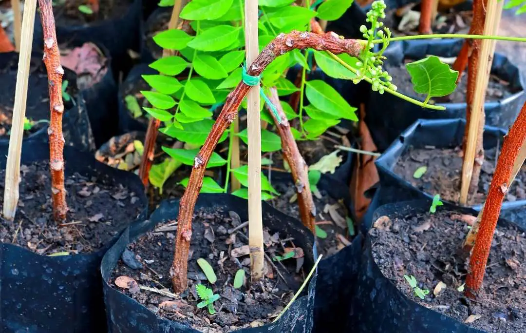 How To Grow A Neem Tree Without Seeds? Slick Garden