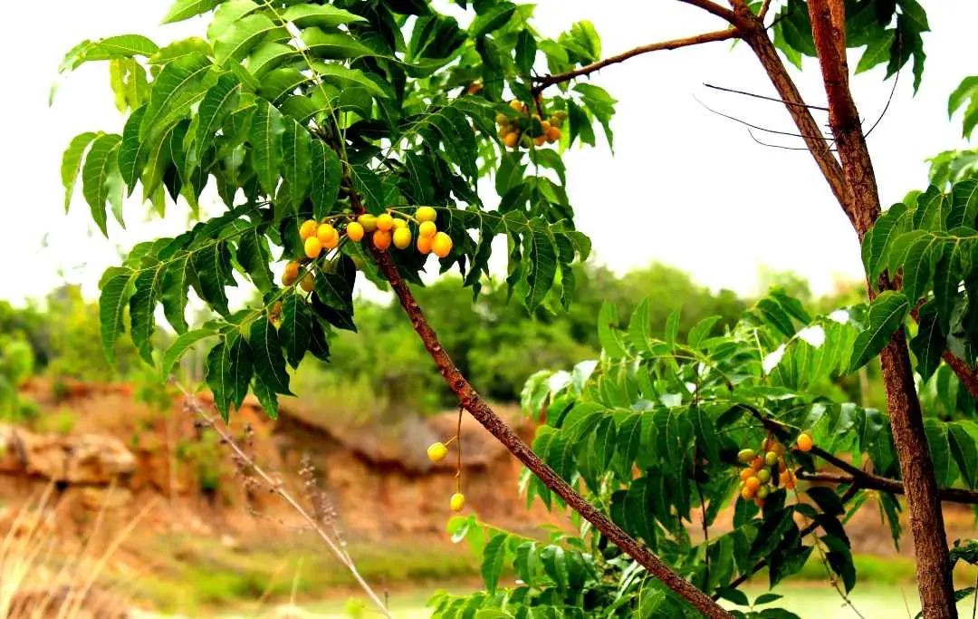 How To Grow A Neem Tree Without Seeds? Slick Garden