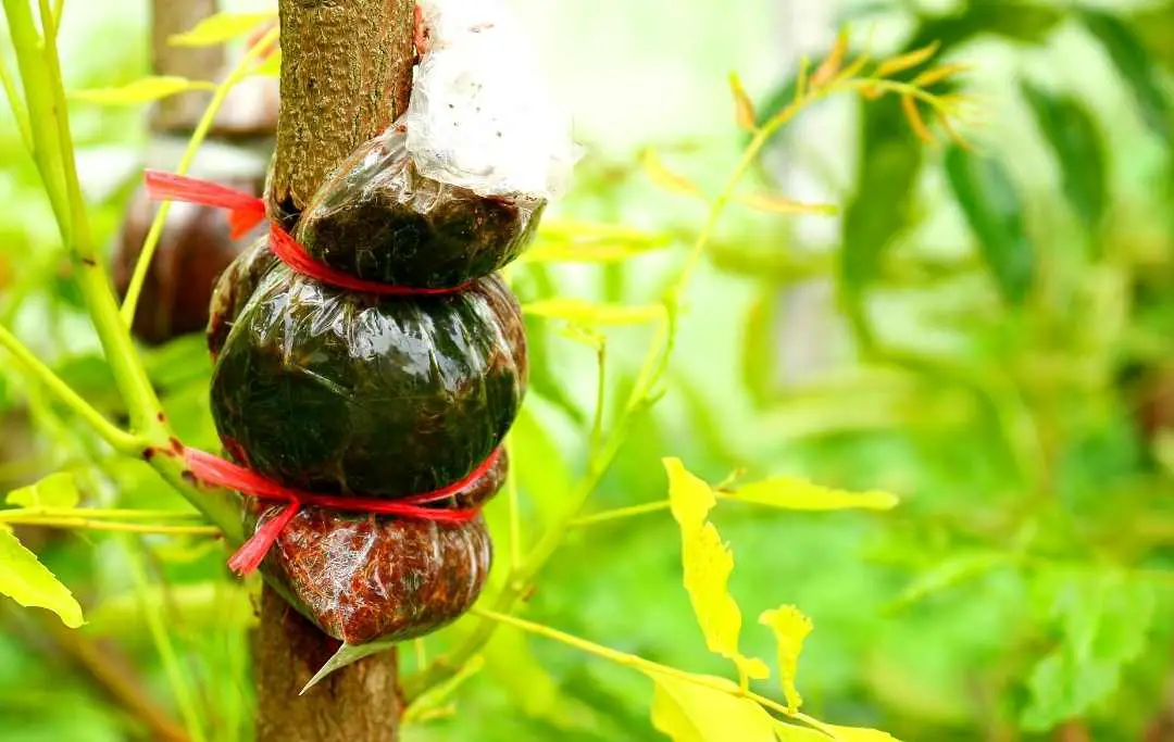 How To Grow A Neem Tree Without Seeds? Slick Garden