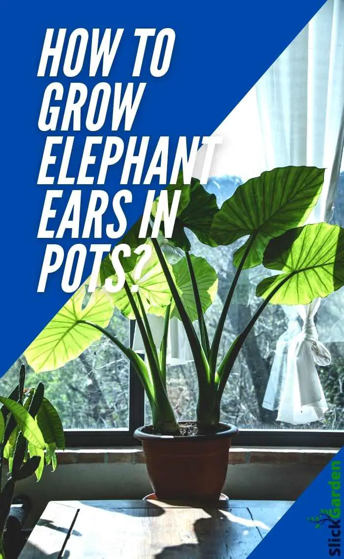 How To Grow Elephant Ears In Pots? Slick Garden