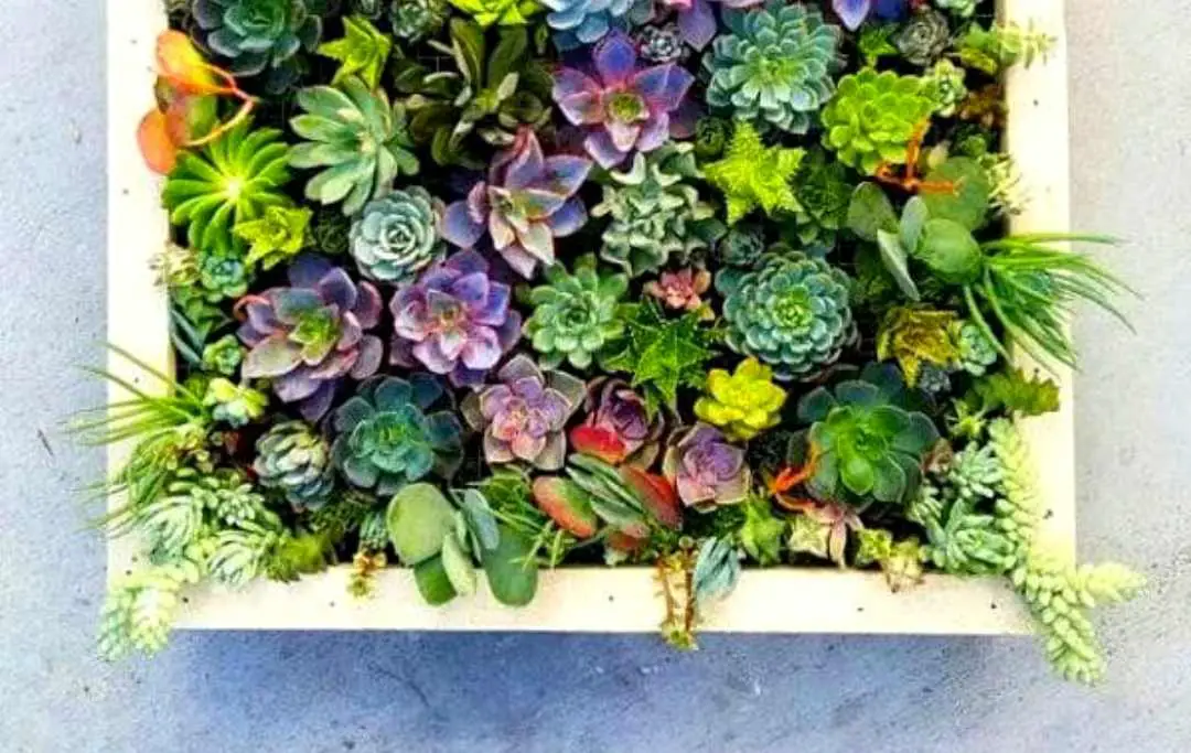 Succulents In Containers Ideas – Slick Garden