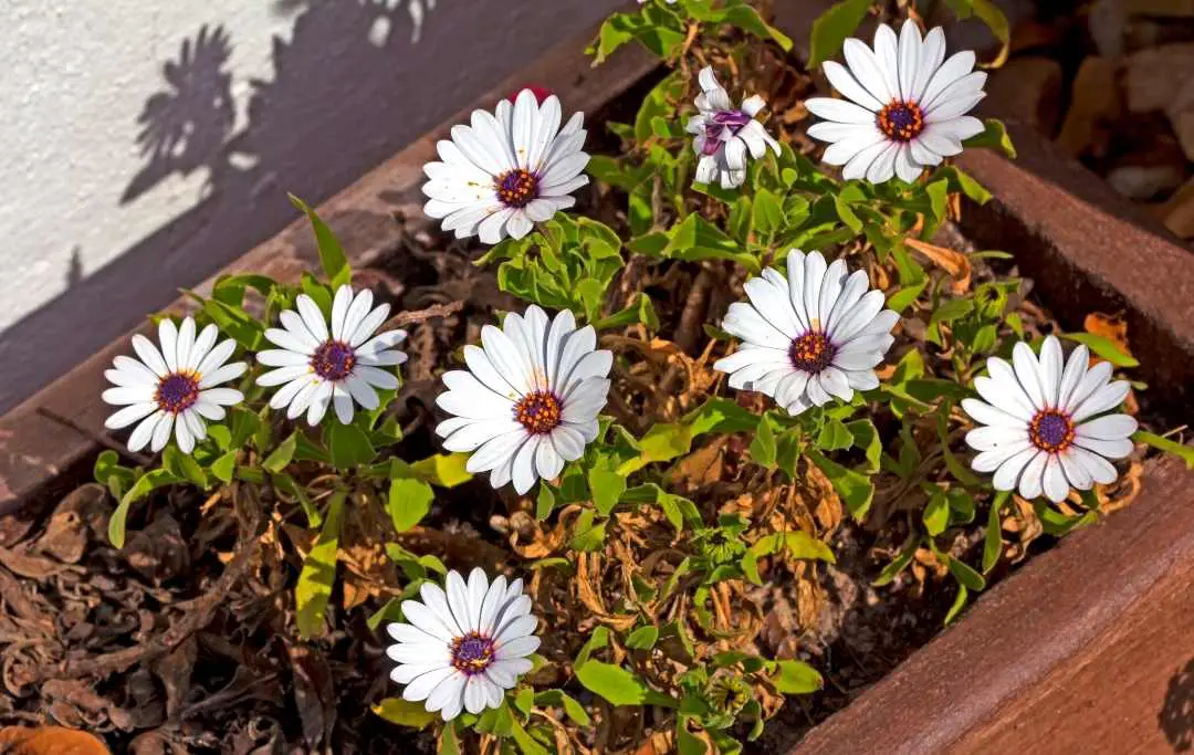 How To Grow Daisies From Seeds? – Slick Garden