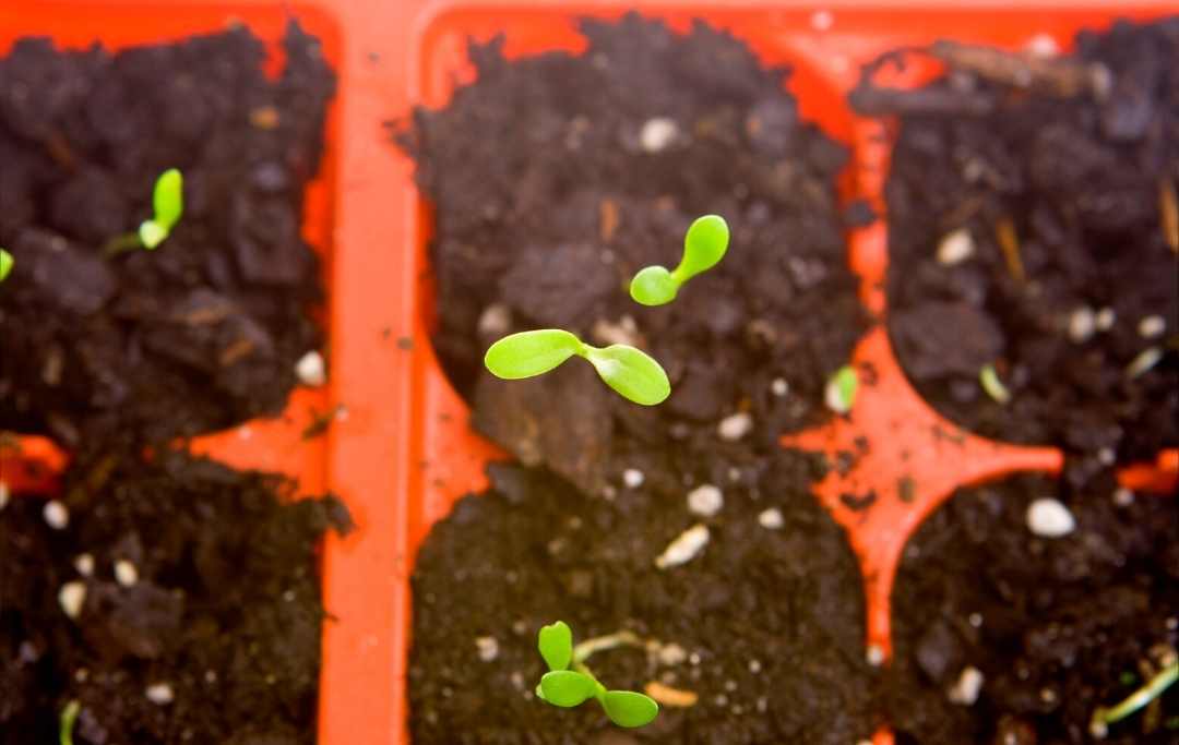 How To Grow Daisies From Seeds? Slick Garden