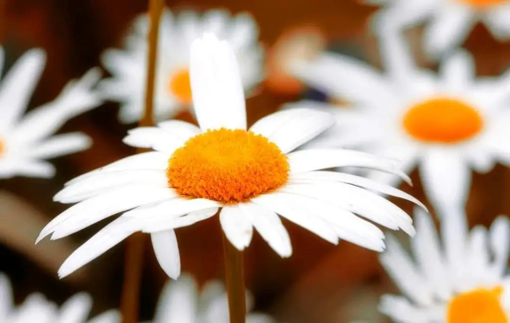 How To Grow Daisies From Seeds?