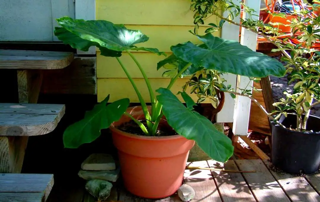 How To Grow Elephant Ears In Pots? Slick Garden