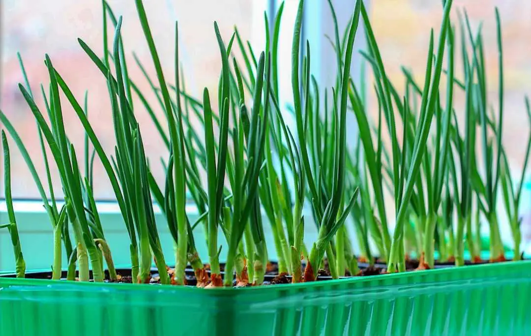 How To Grow Green Onions In Pots? Slick Garden