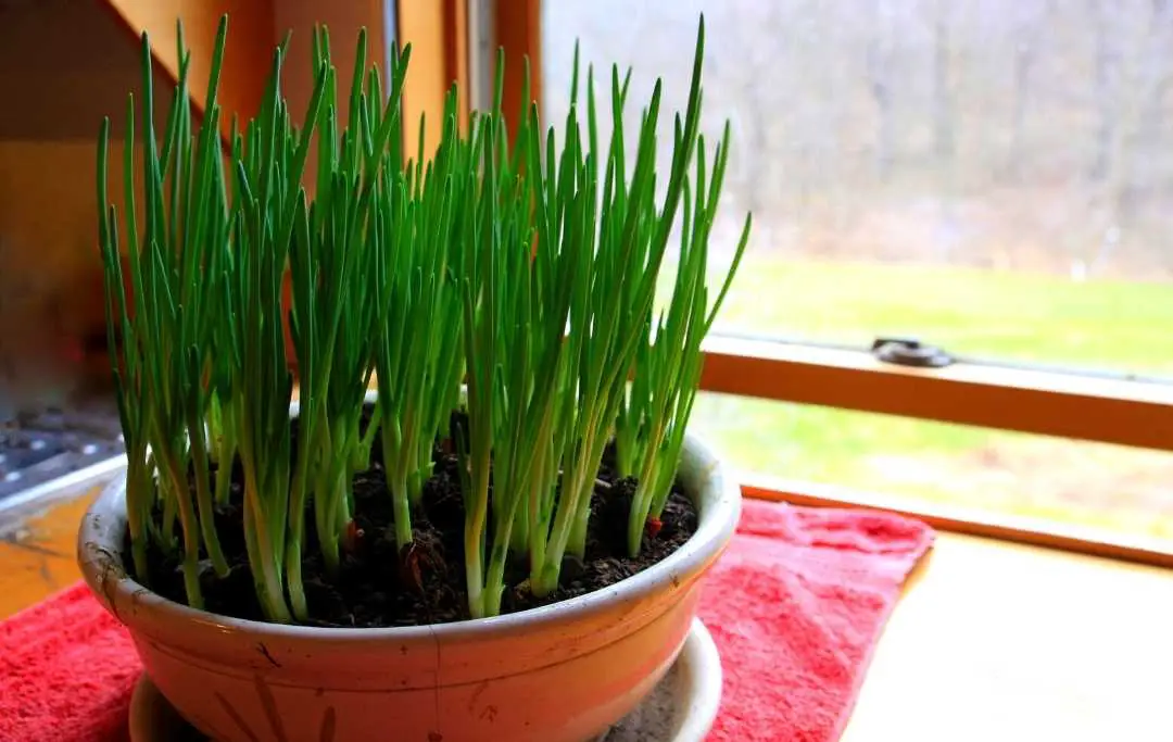How To Grow Green Onions In Pots? Slick Garden