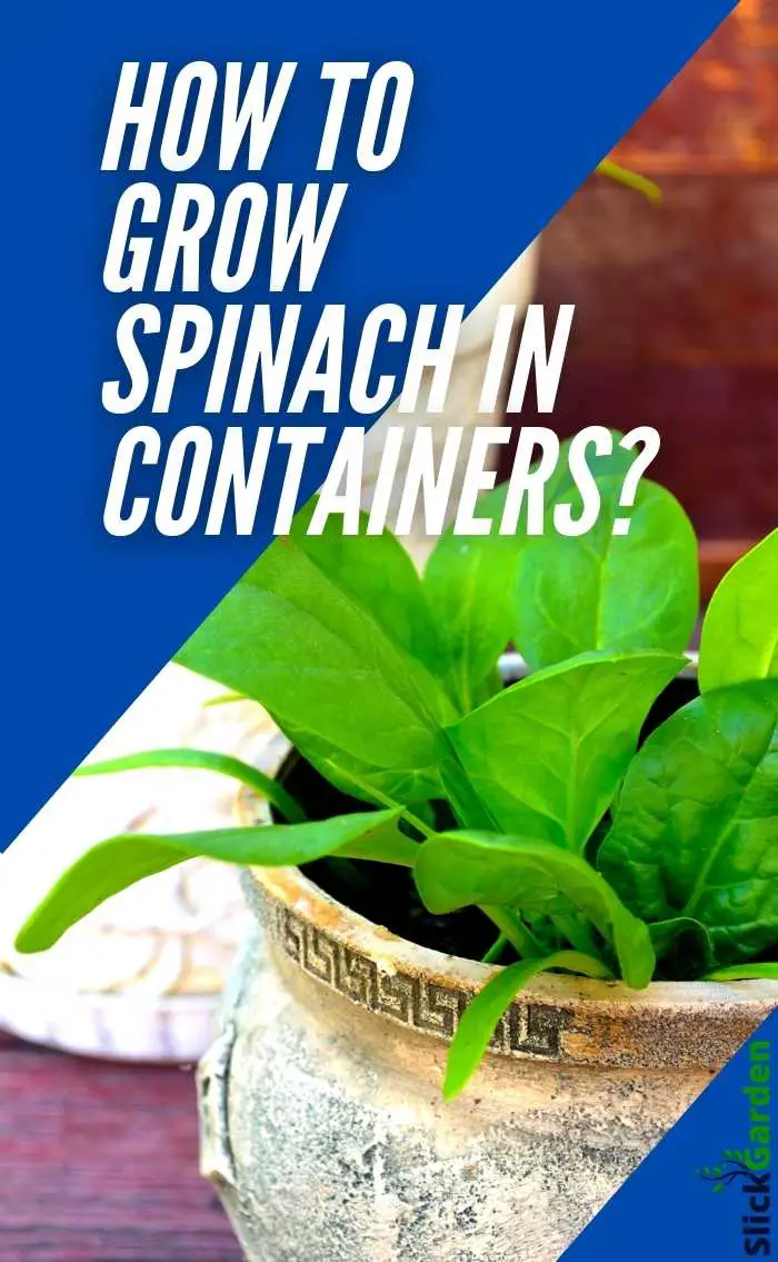 How To Grow Spinach In Containers? Slick Garden