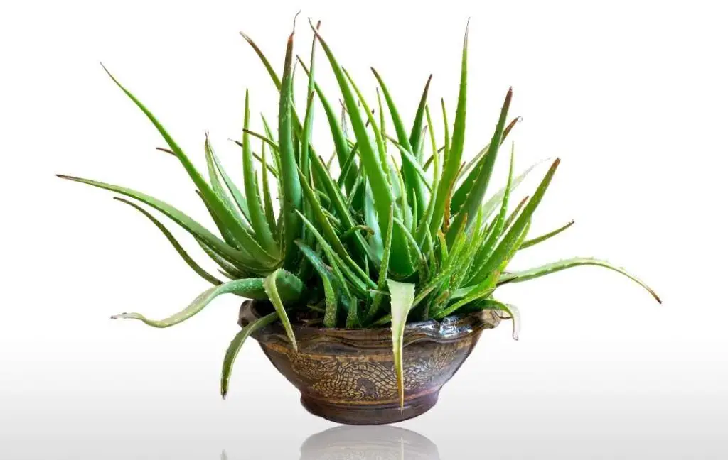 How To Grow Aloe Vera Plant Indoor Slick Garden 7743