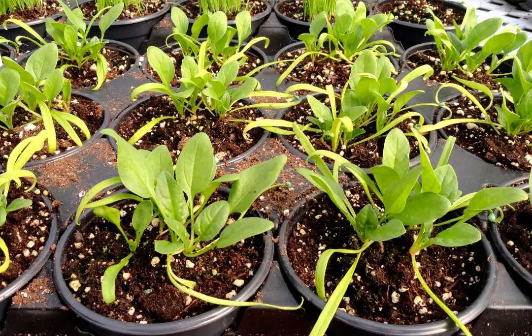 How To Grow Spinach In Containers? Slick Garden