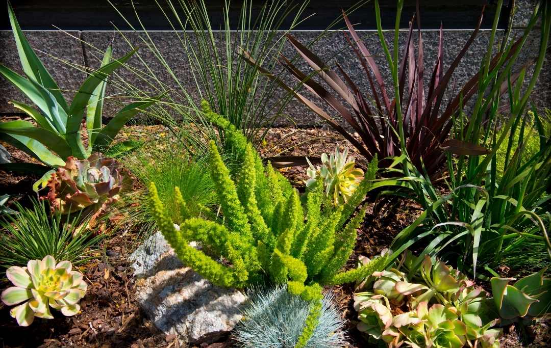 How To Build A Succulent Garden Outdoor In The Backyard? Slick Garden