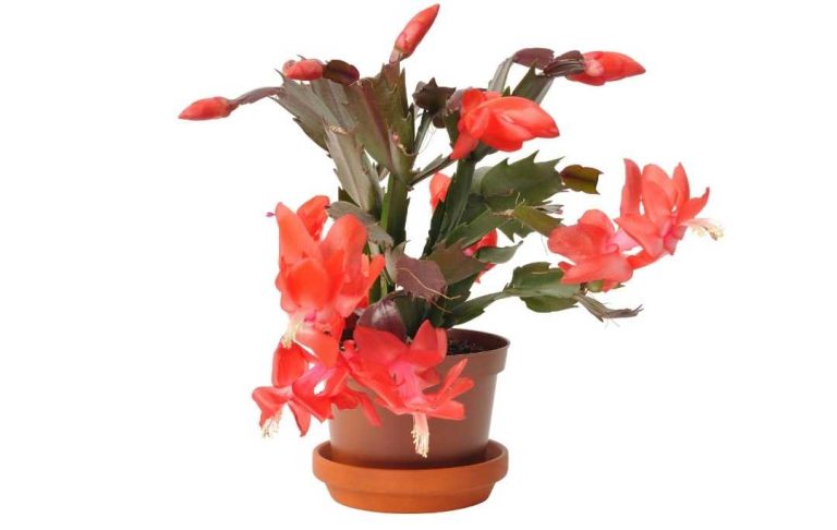 15 Colourful Indoor Houseplants – Slick Garden