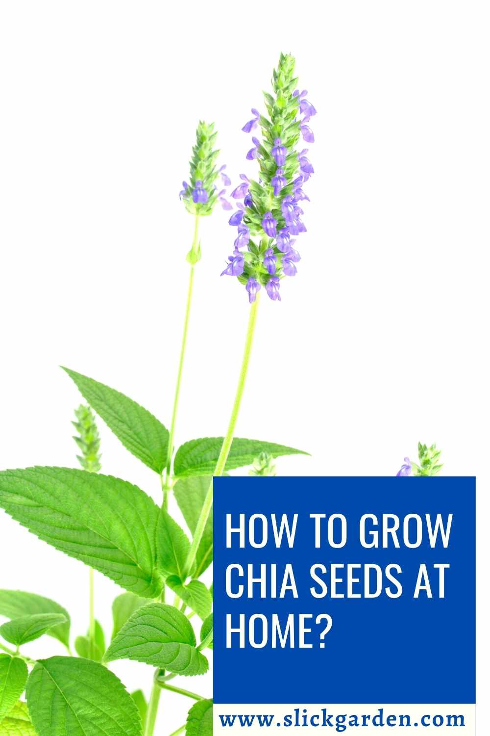 How To Grow Chia Seeds At Home? Slick Garden