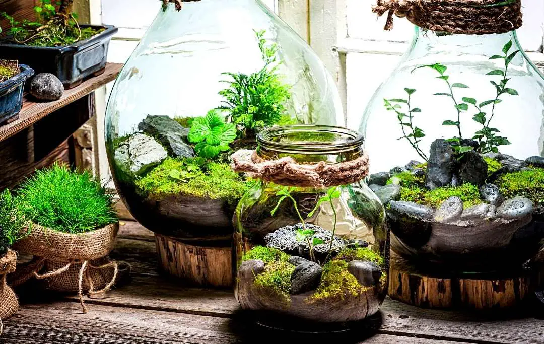 15 Best Plants For Terrariums Slick Garden
