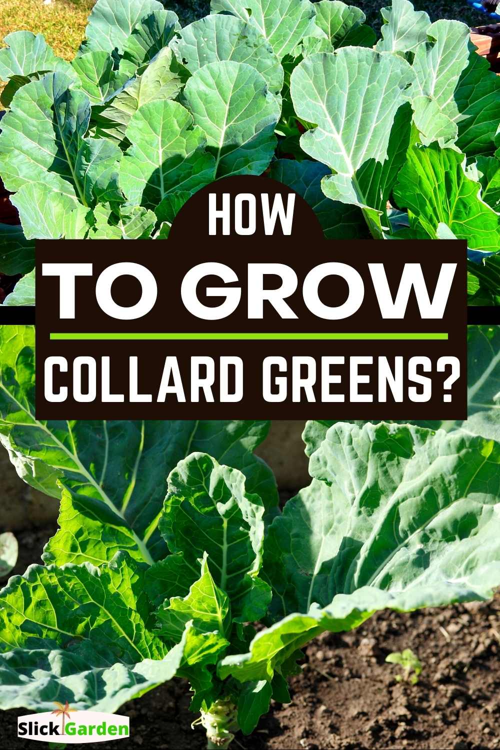 Growing Collard Greens From Seed – Slick Garden