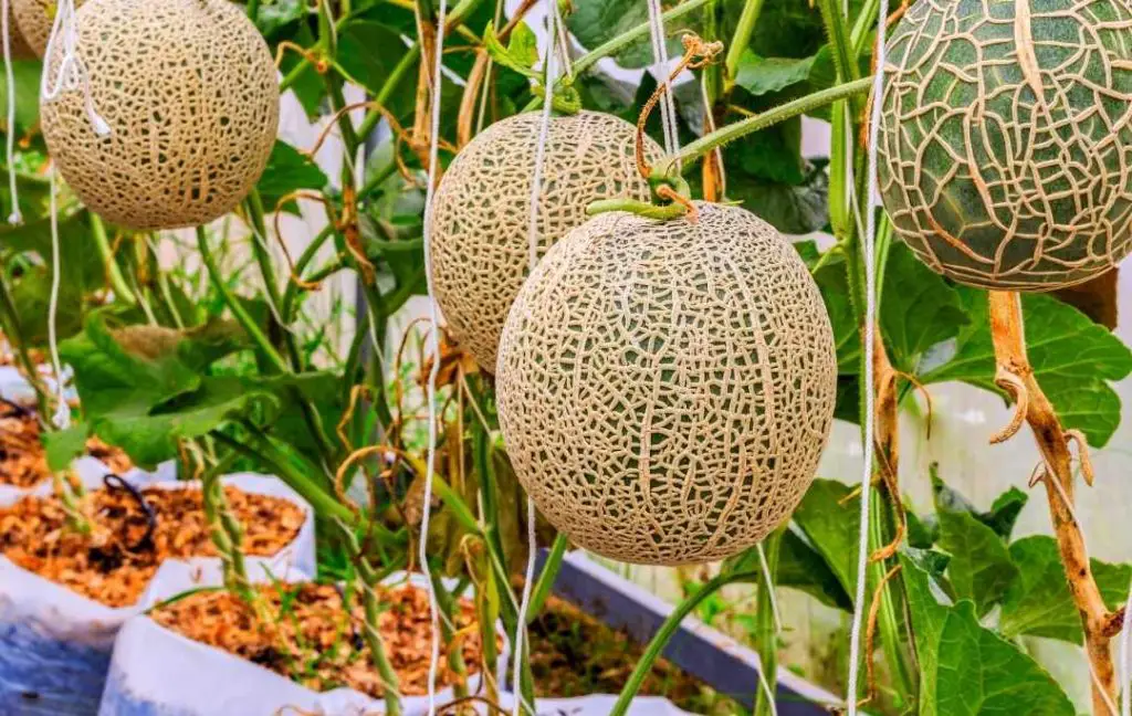 cantaloupe plant in pot