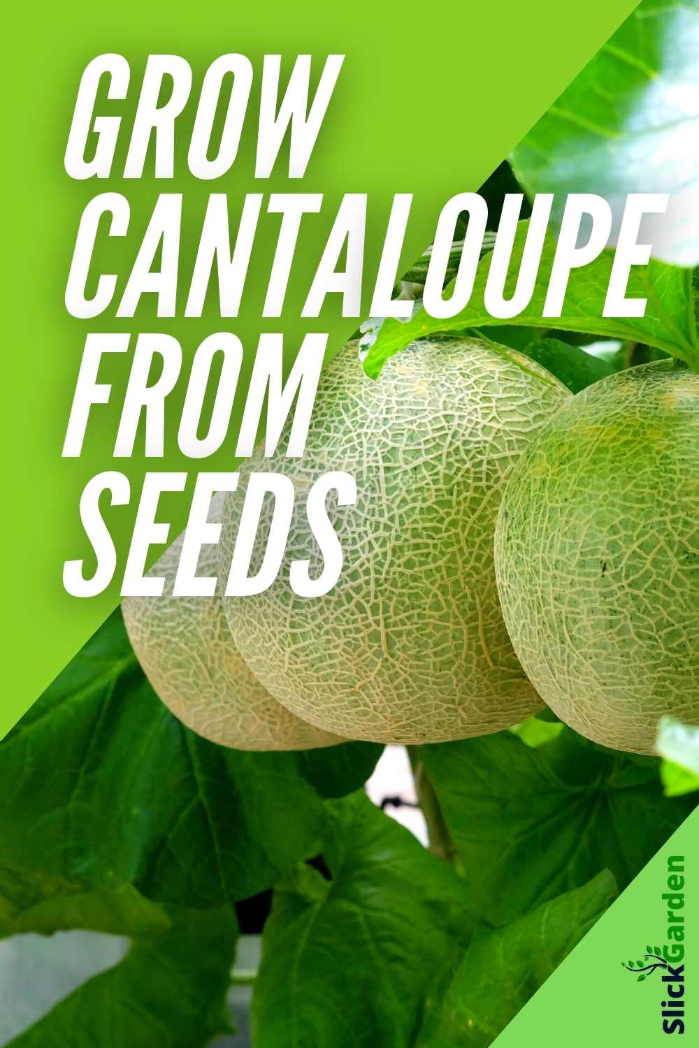 Growing Cantaloupe In Containers Slick Garden