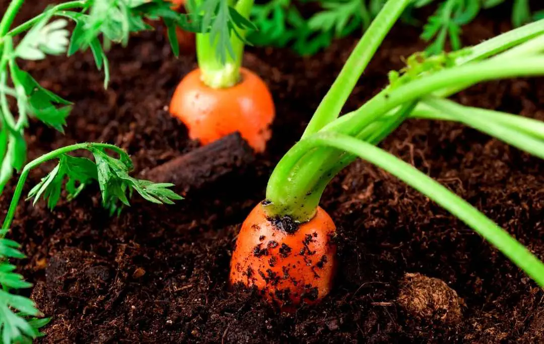 Growing Carrots In Containers Slick Garden