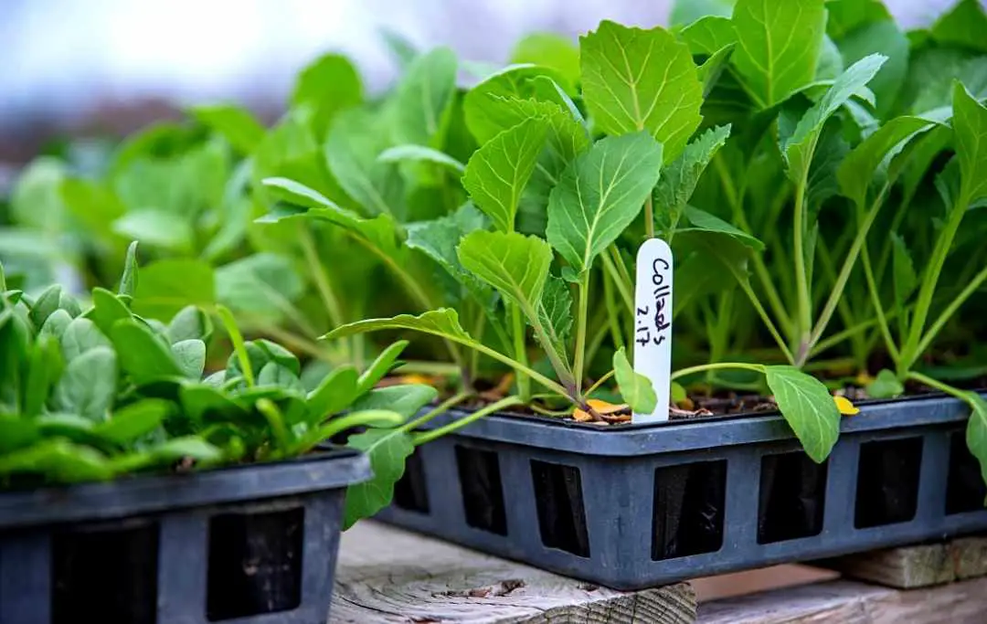 Growing Collard Greens From Seed Slick Garden
