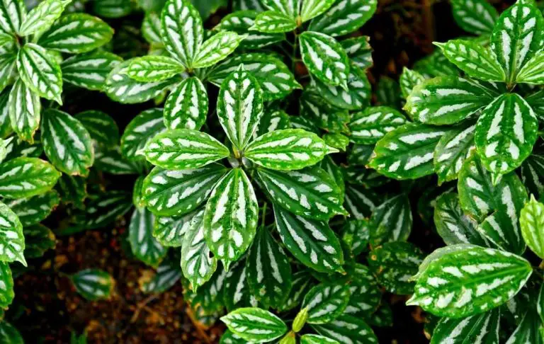 How To Grow Aluminum Plant? – Slick Garden