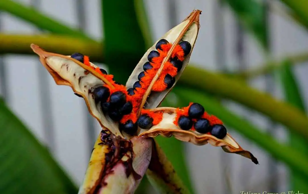 How To Grow Bird Of Paradise From Seeds? – Slick Garden