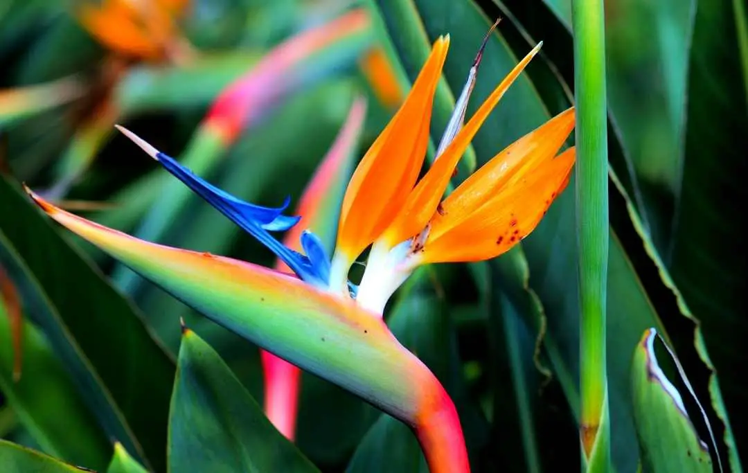 How To Grow Bird Of Paradise From Seeds? Slick Garden
