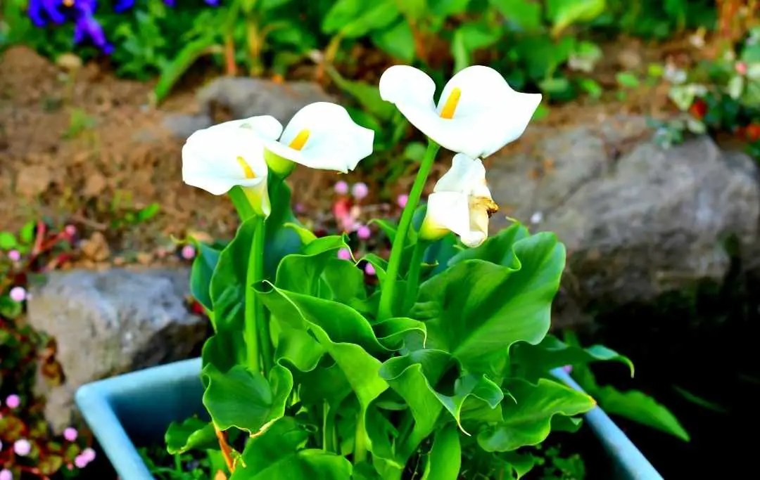 How To Grow Calla Lily From Seeds? Slick Garden