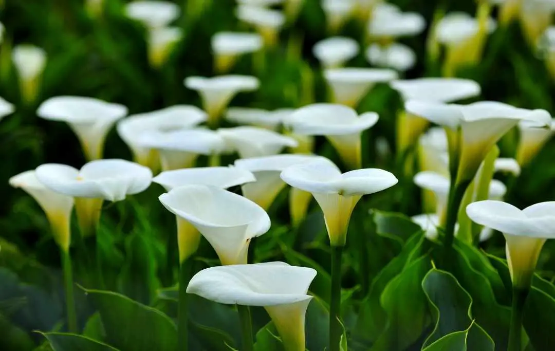 How To Grow Calla Lily From Seeds? Slick Garden