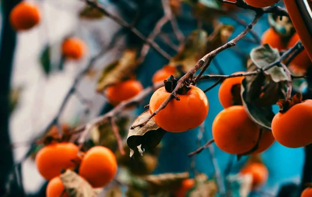 How To Grow Persimmons From Seed? Slick Garden