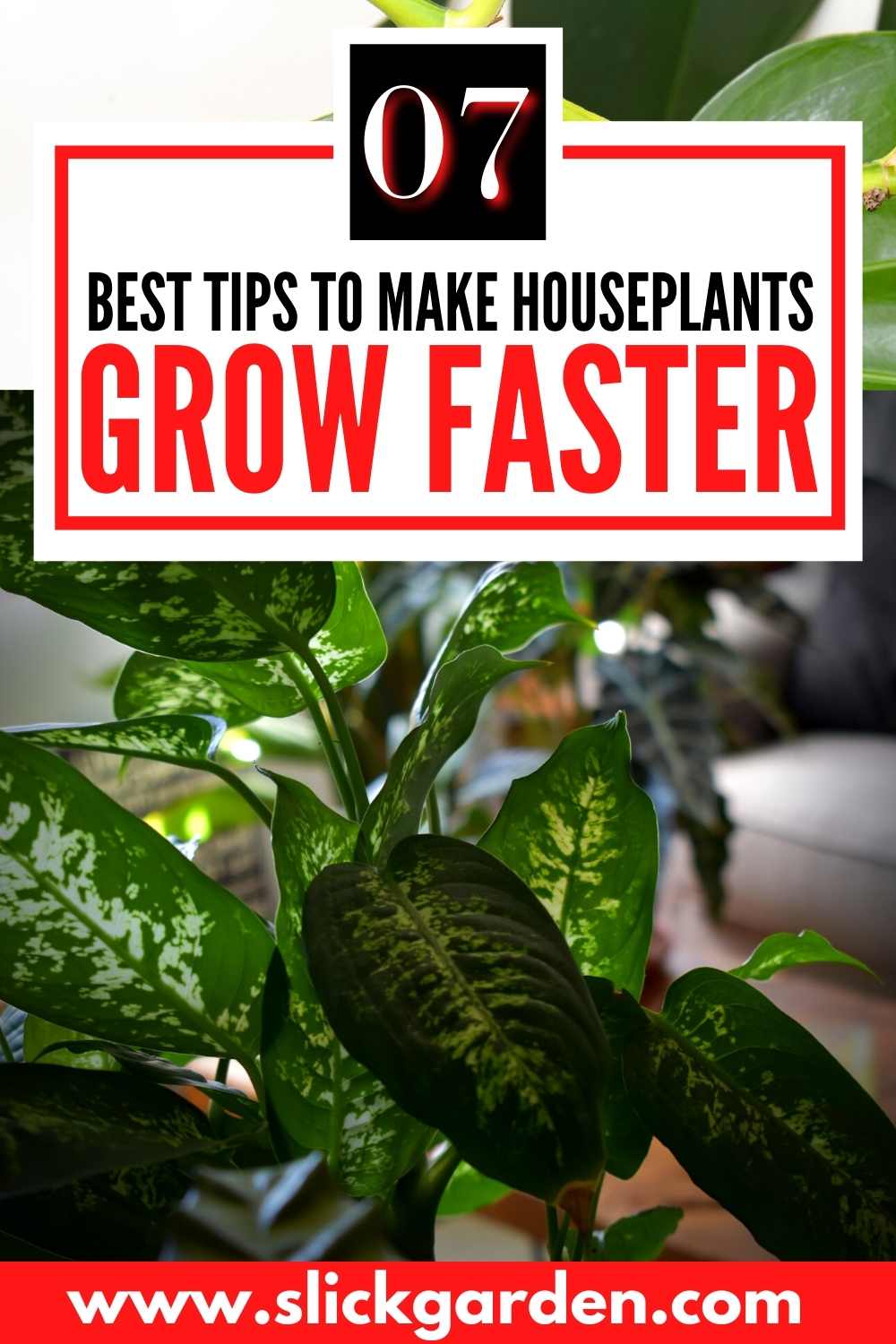 how-to-make-houseplants-grow-faster-slick-garden