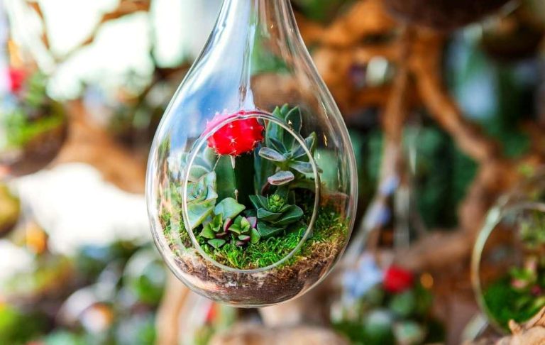 How To Make A Succulent Terrarium? Step By Step Guide – Slick Garden