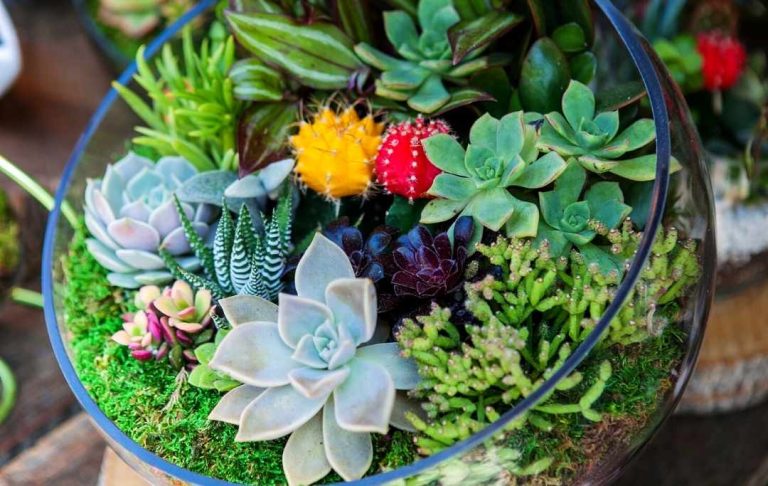 How To Make A Succulent Terrarium? Step By Step Guide – Slick Garden