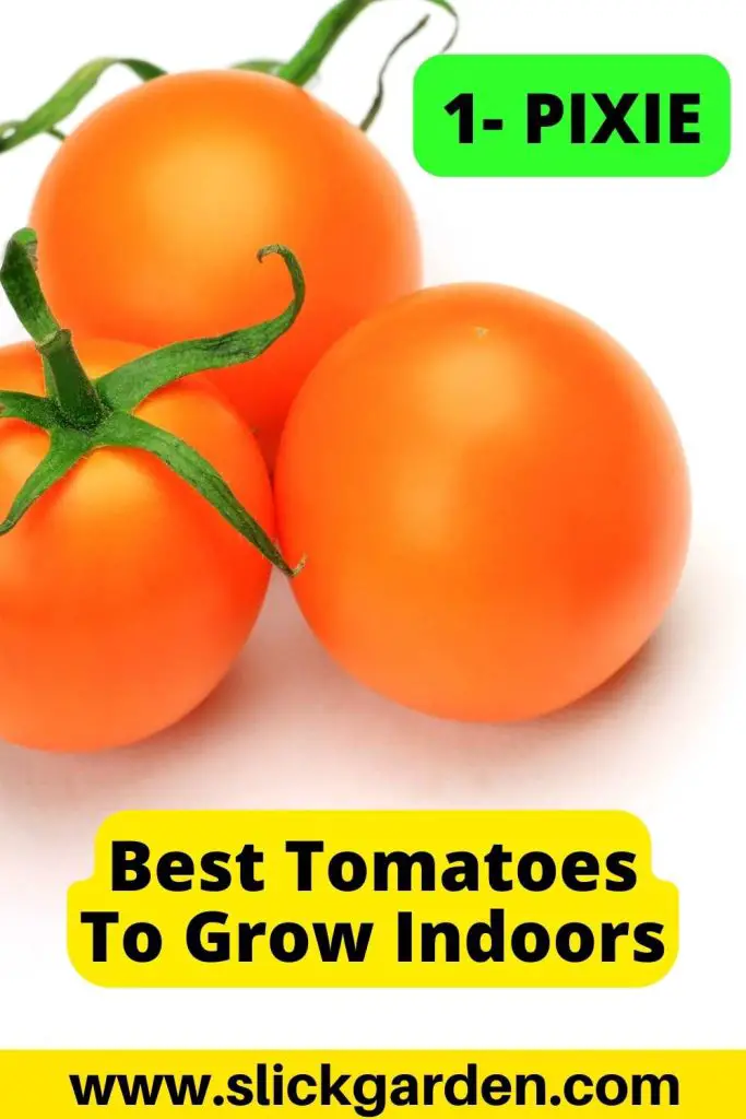 10 Best Tomatoes To Grow Indoors Slick Garden