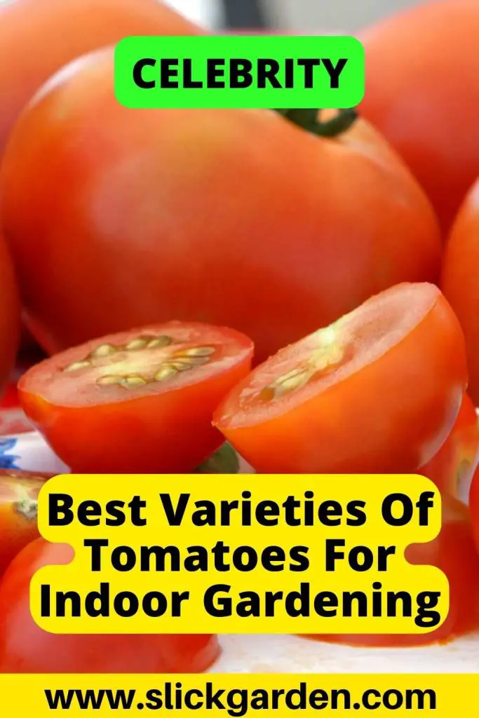 10 Best Tomatoes To Grow Indoors Slick Garden