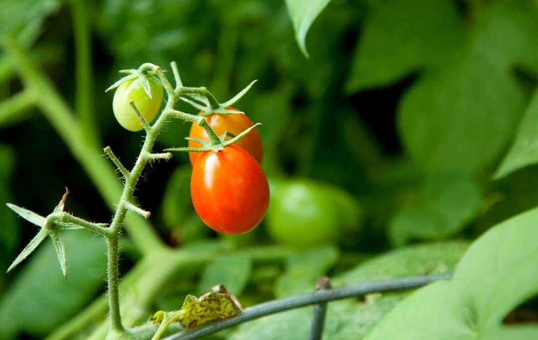 How To Grow Grape Tomatoes Indoors? Slick Garden