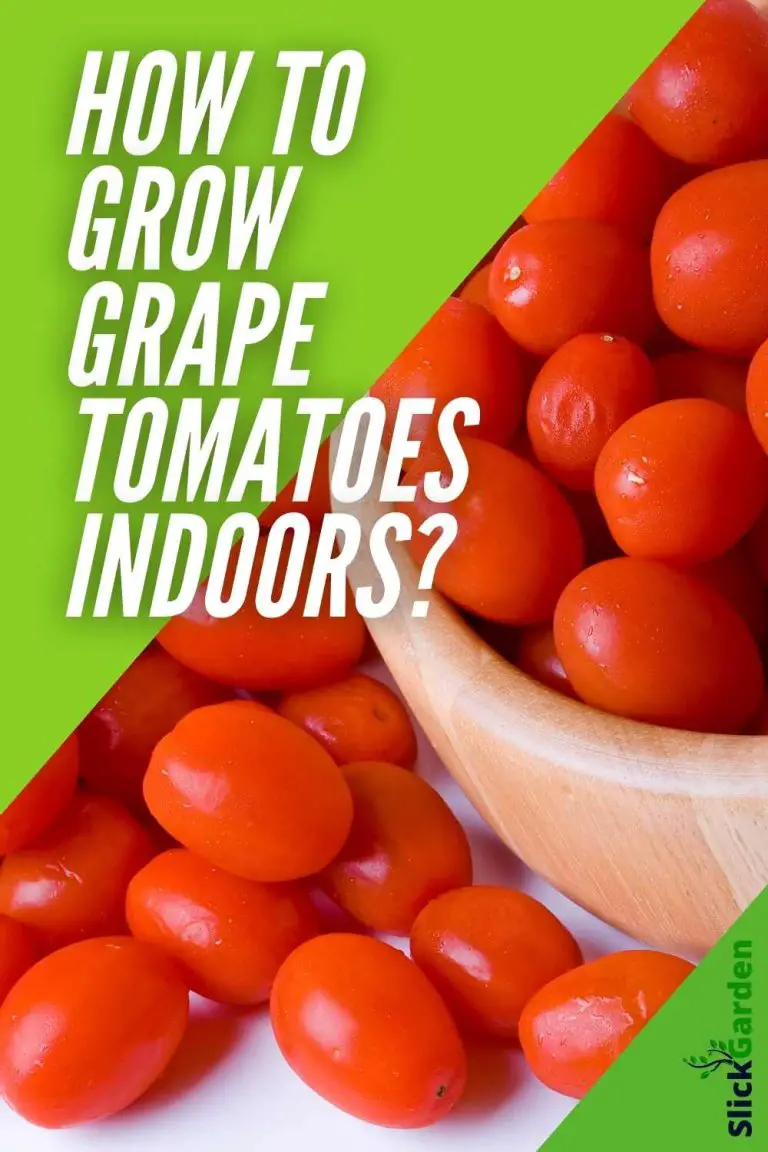 How To Grow Grape Tomatoes Indoors? Slick Garden