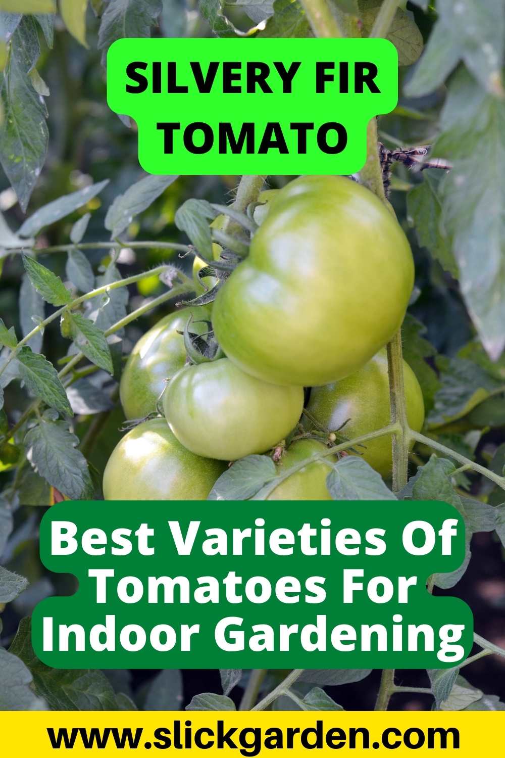 10 Best Tomatoes To Grow Indoors Slick Garden