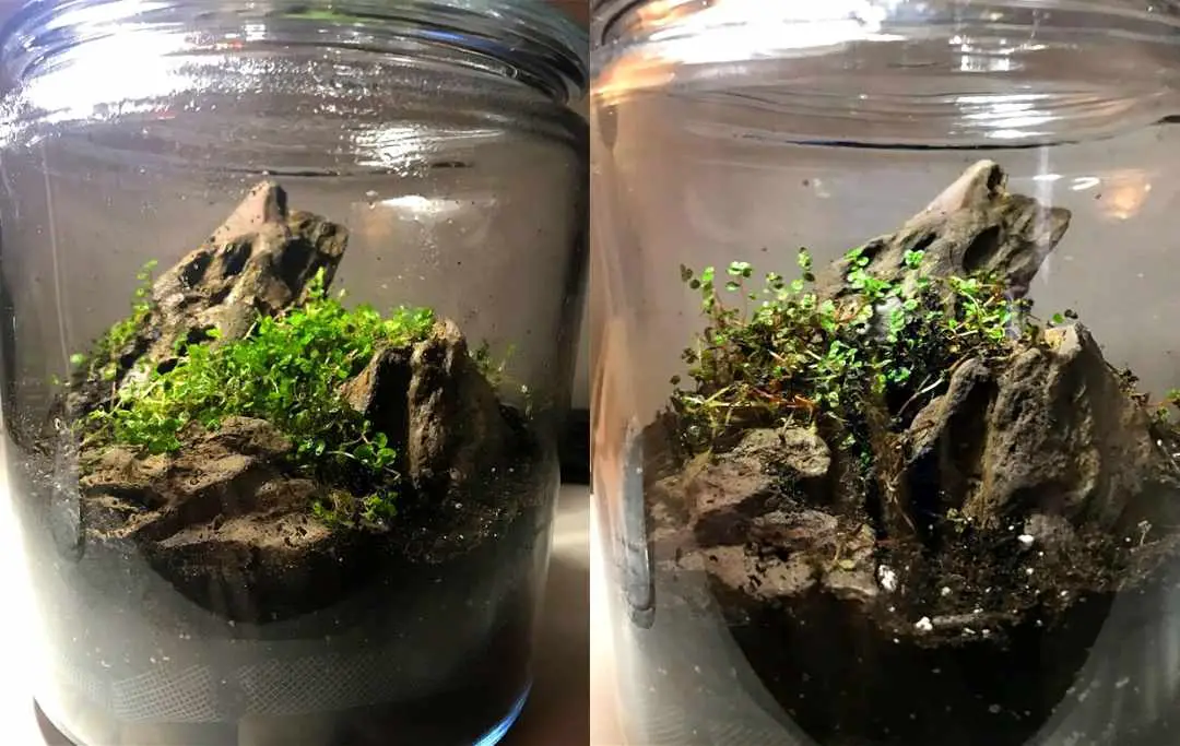 Why Is My Terrarium Dying? Reasons And Tips Slick Garden